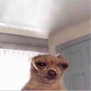 Meet your Posher, Diego